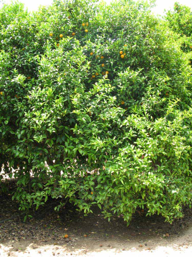            Habit (Riverside, CA)   